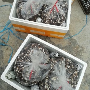 黑皮鸡枞鲜品菌包18505471949