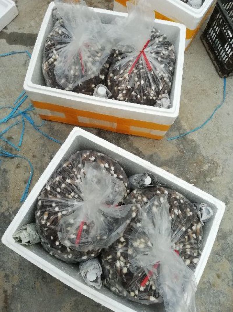 黑皮鸡枞鲜品菌包18505471949