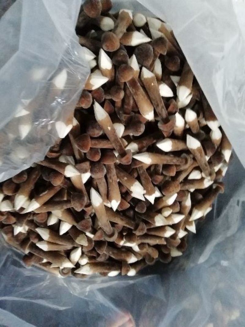 黑皮鸡枞鲜品菌包18505471949