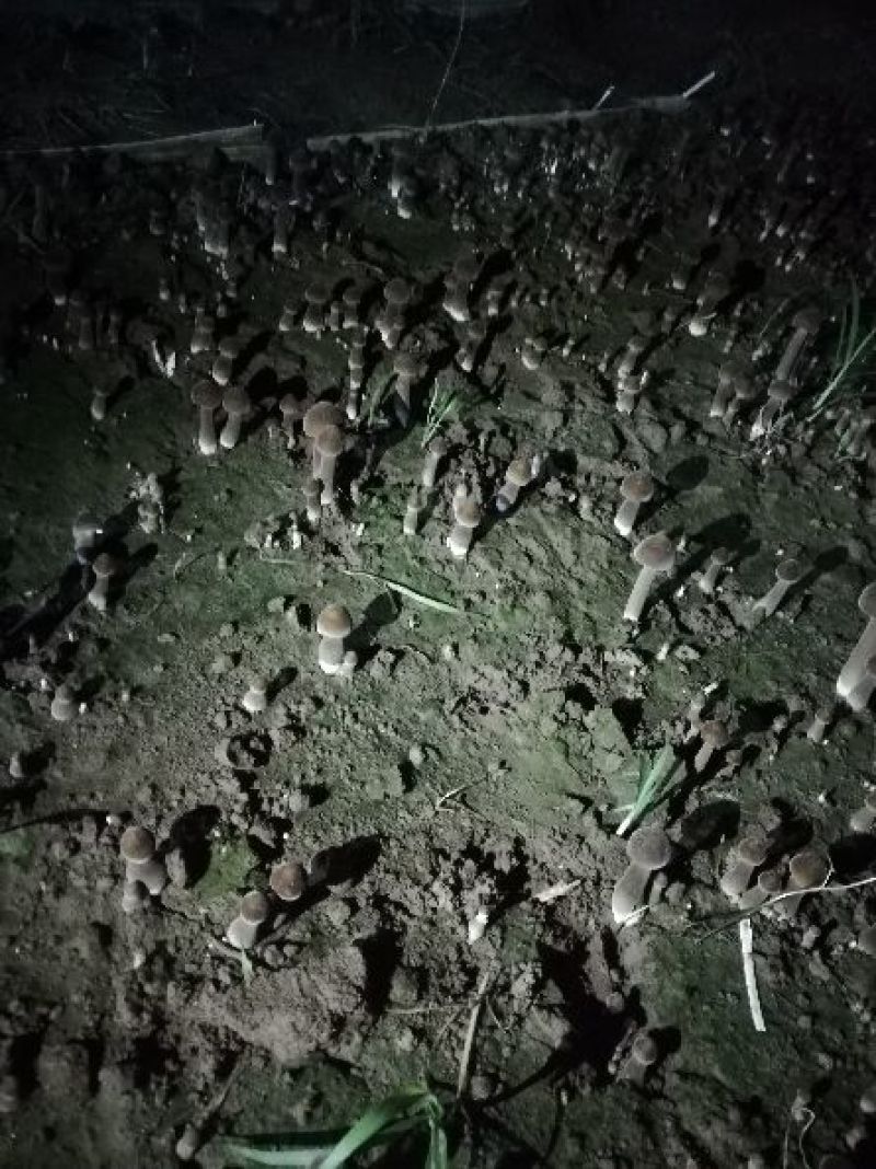黑皮鸡枞鲜品菌包18505471949