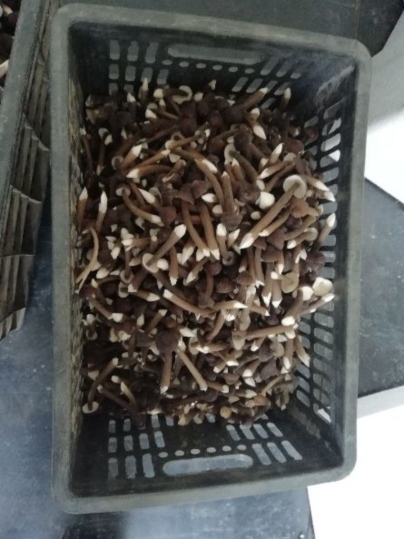 黑皮鸡枞鲜品菌包18505471949