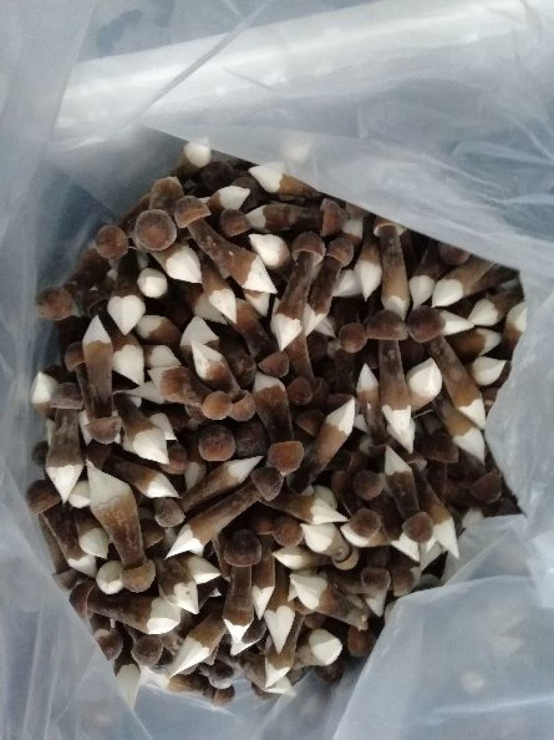 黑皮鸡枞鲜品菌包18505471949