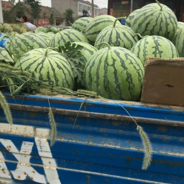 精品麒麟西瓜8424大量上市了，欢迎新老客户前来订购