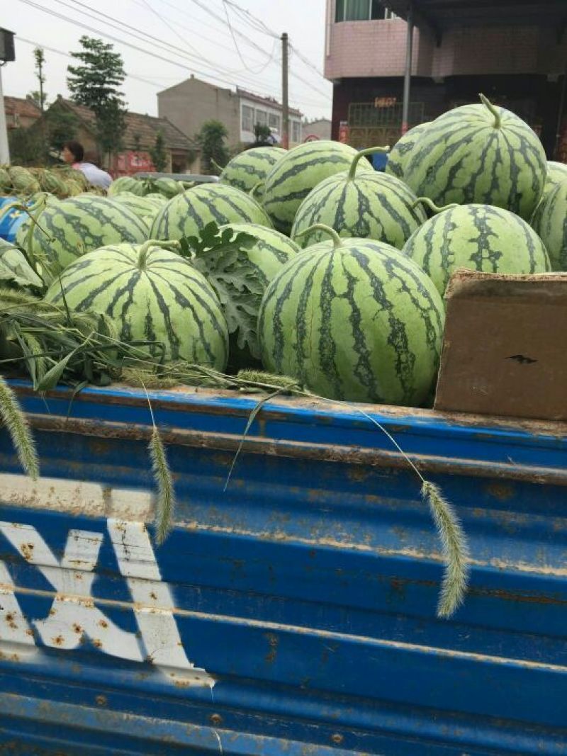 精品麒麟西瓜8424大量上市了，欢迎新老客户前来订购
