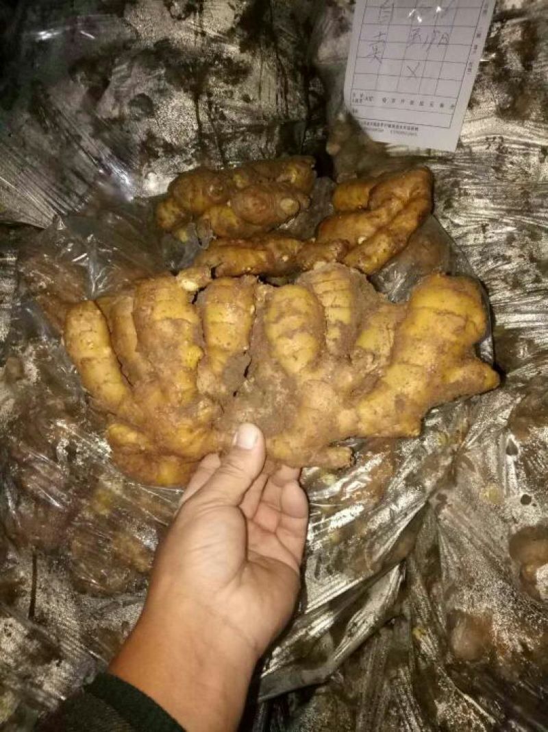 产地直供《大黄姜、小黄姜》品种齐全*质量保证