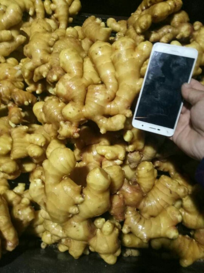 产地直供《大黄姜、小黄姜》品种齐全*质量保证