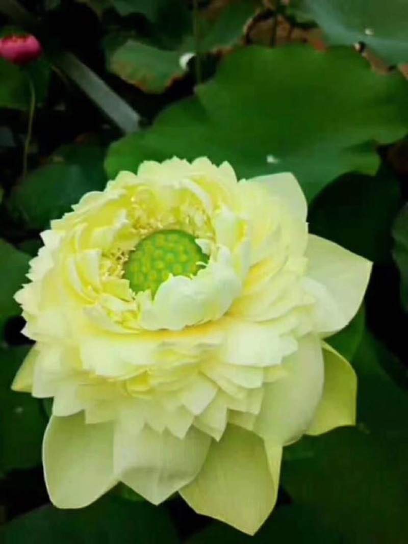 观赏藕