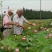 观赏藕