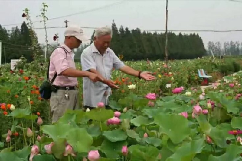 观赏藕