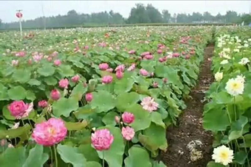 观赏藕