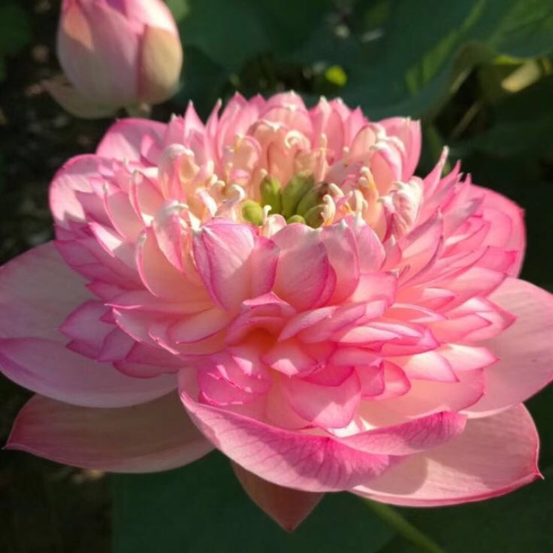 观赏藕