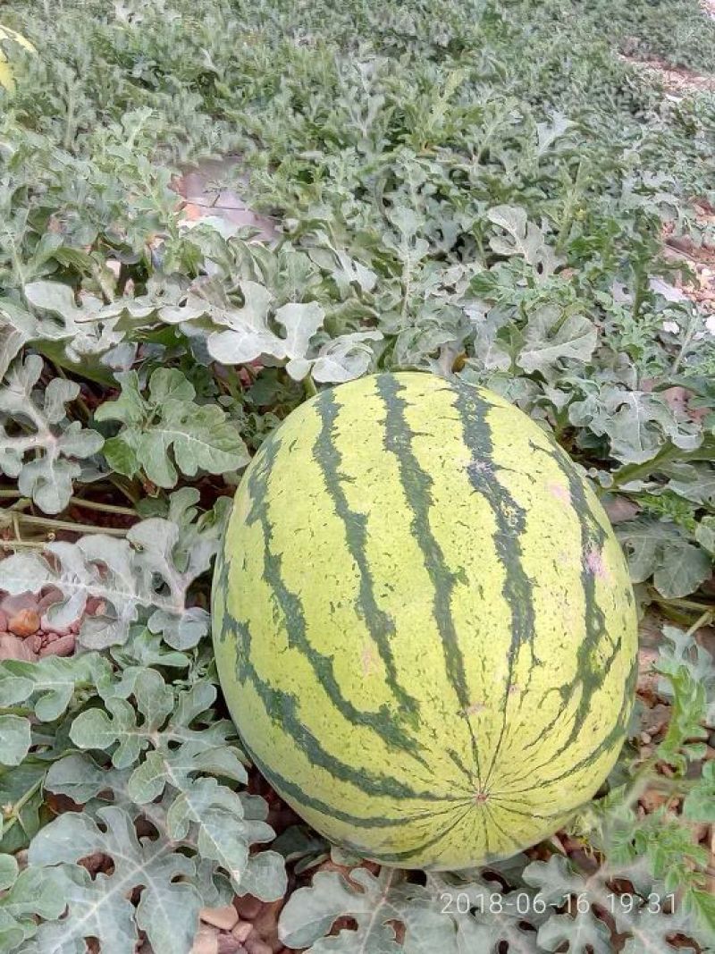 靖远硒砂瓜已大量上市，诚邀全国客商
