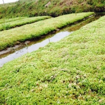 水苔（大丝品种）