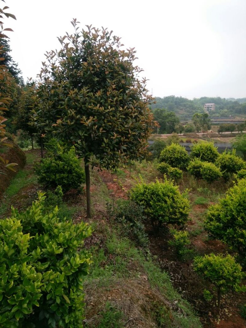 红叶石楠树