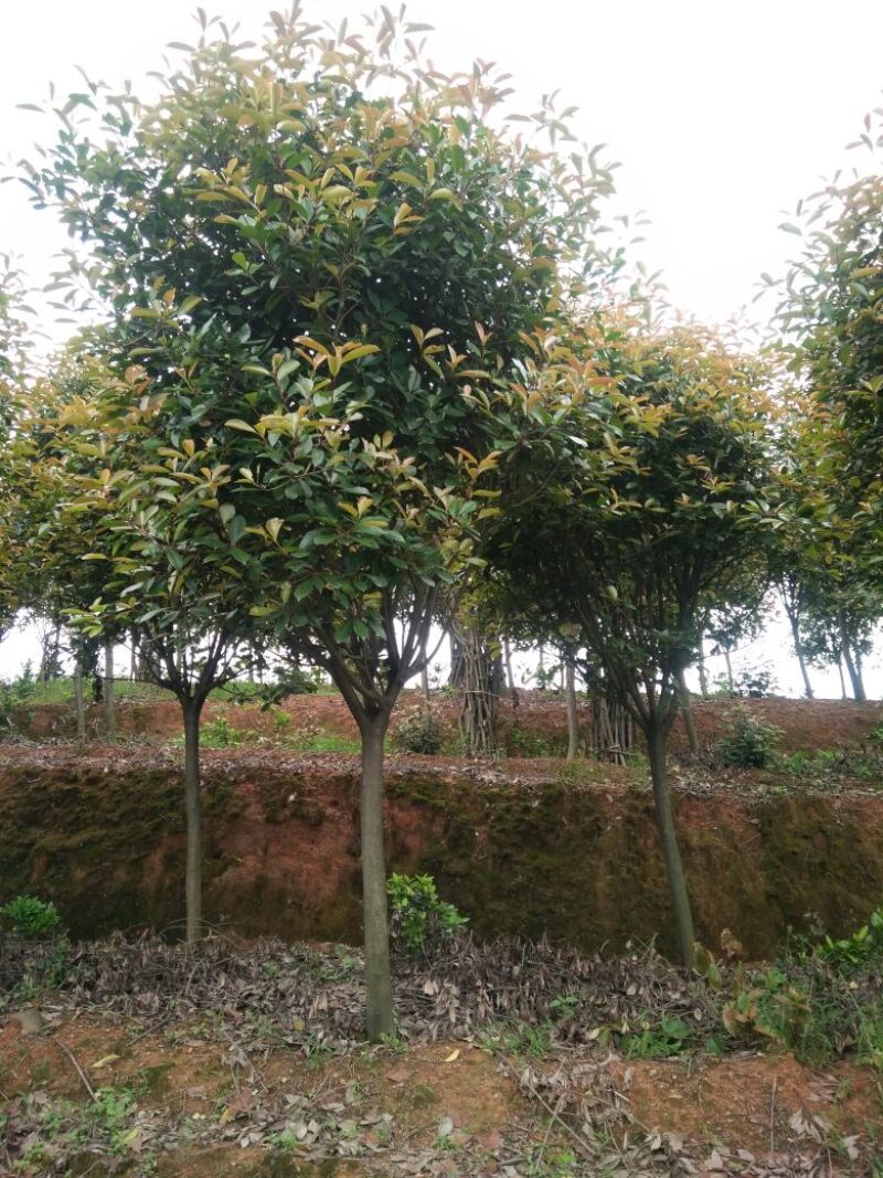 红叶石楠树