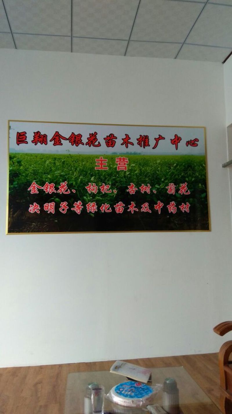 金银花苗2年苗四季树型金银花苗木新品种金银花树苗批发