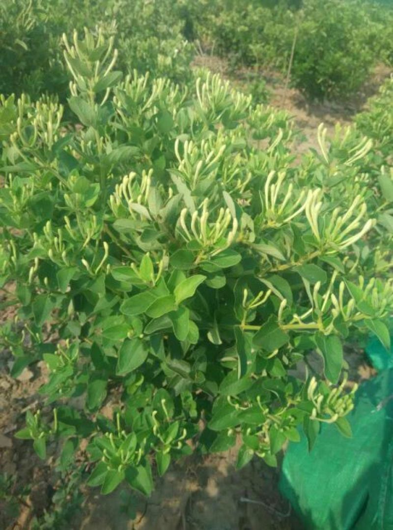 金银花苗2年苗四季树型金银花苗木新品种金银花树苗批发