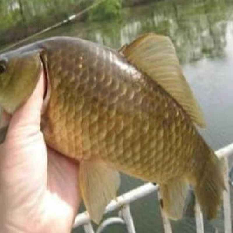 白鲢，花鲢，草鱼，青鱼，鲫鱼