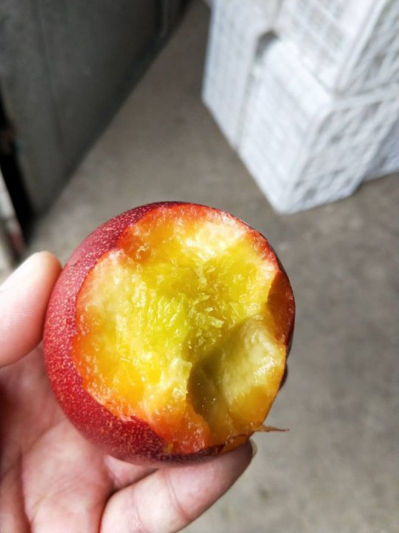 代收春雪桃，大黄油桃