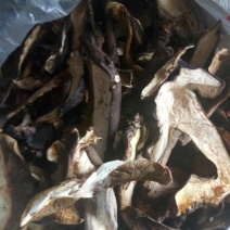 野生菌牛肝菌干片（黑），又名见手青，6月份开售