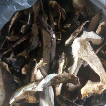 野生菌牛肝菌干片（黑），又名见手青，6月份开售