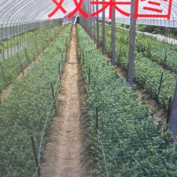 江苏宿迁沭爬藤网，鲜切花支架网大量供应价格便宜