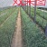 江苏宿迁沭爬藤网，鲜切花支架网大量供应价格便宜