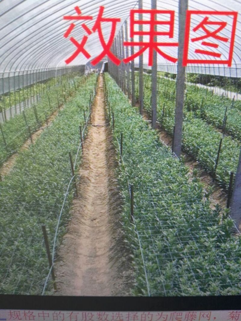 江苏宿迁沭爬藤网，鲜切花支架网大量供应价格便宜