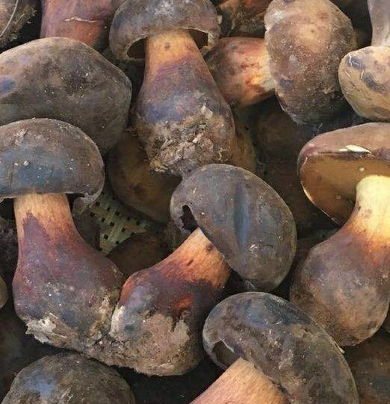 野生菌牛肝菌干片（黑），又名见手青，6月份开售