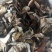 牛肝菌（美味），按菌的大小、菌伞的开放程度进行切片加工。
