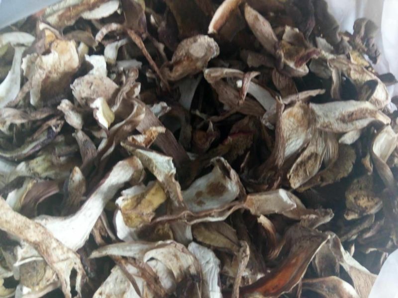 牛肝菌（美味），按菌的大小、菌伞的开放程度进行切片加工。