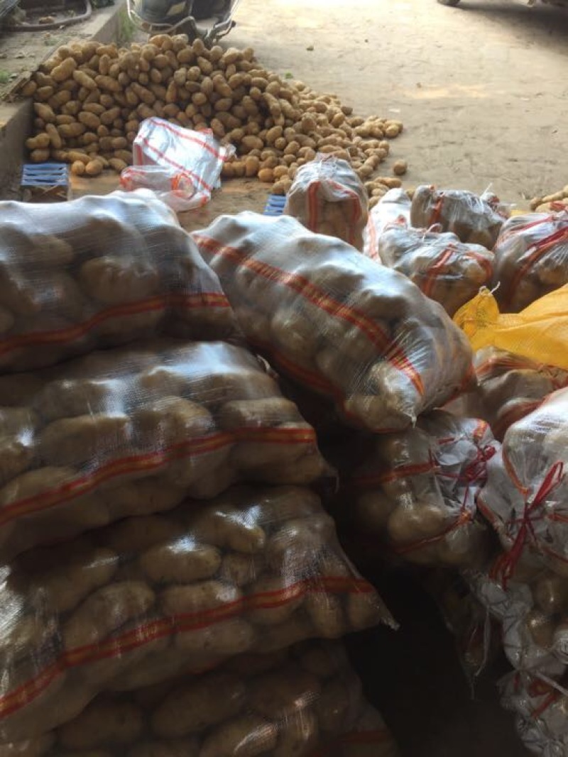 荷兰十五土豆通货三两以上