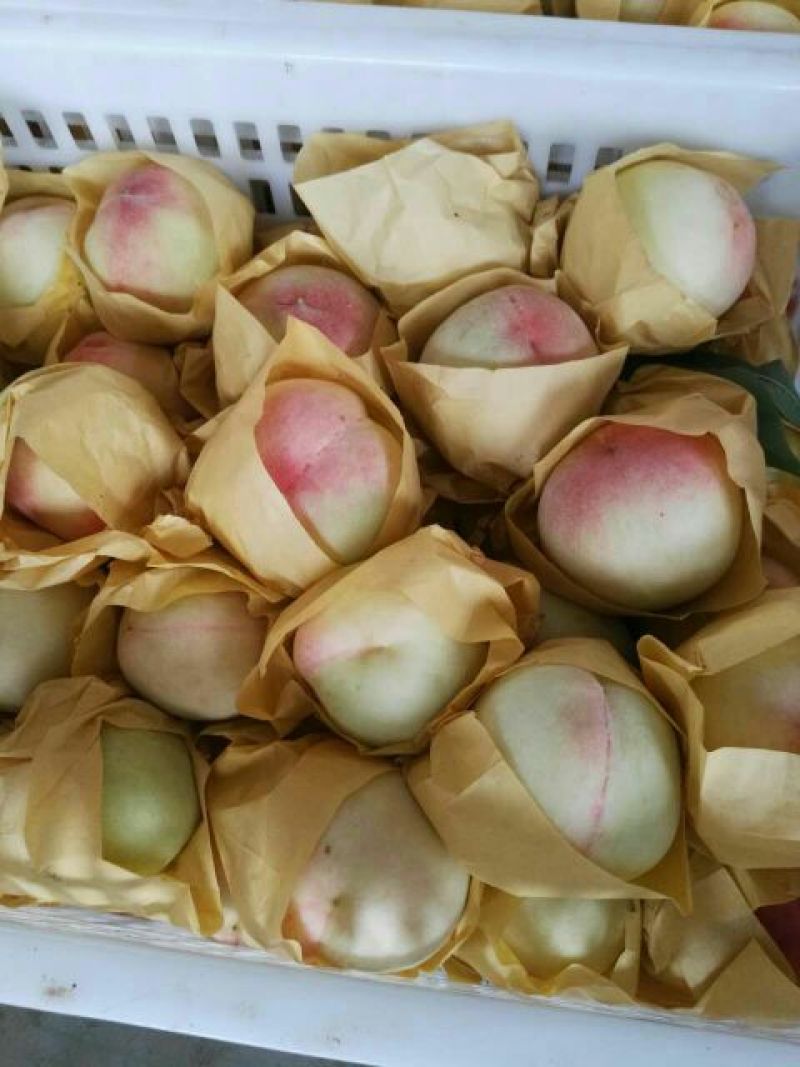奉化水蜜桃