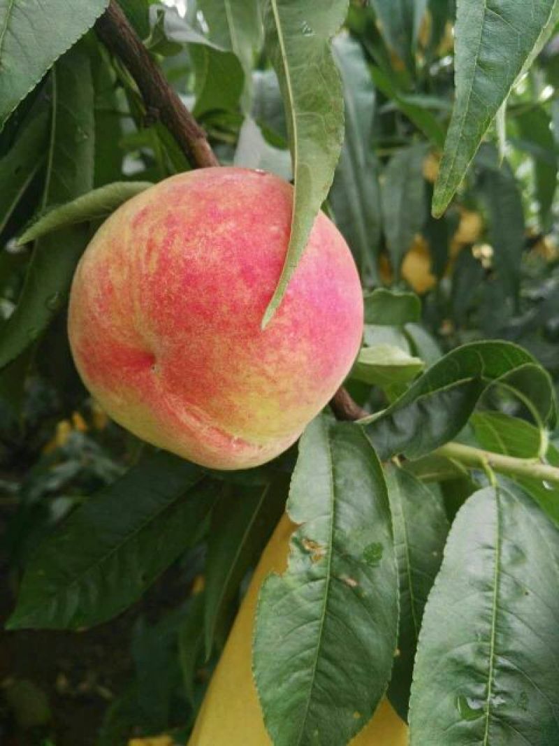 奉化水蜜桃