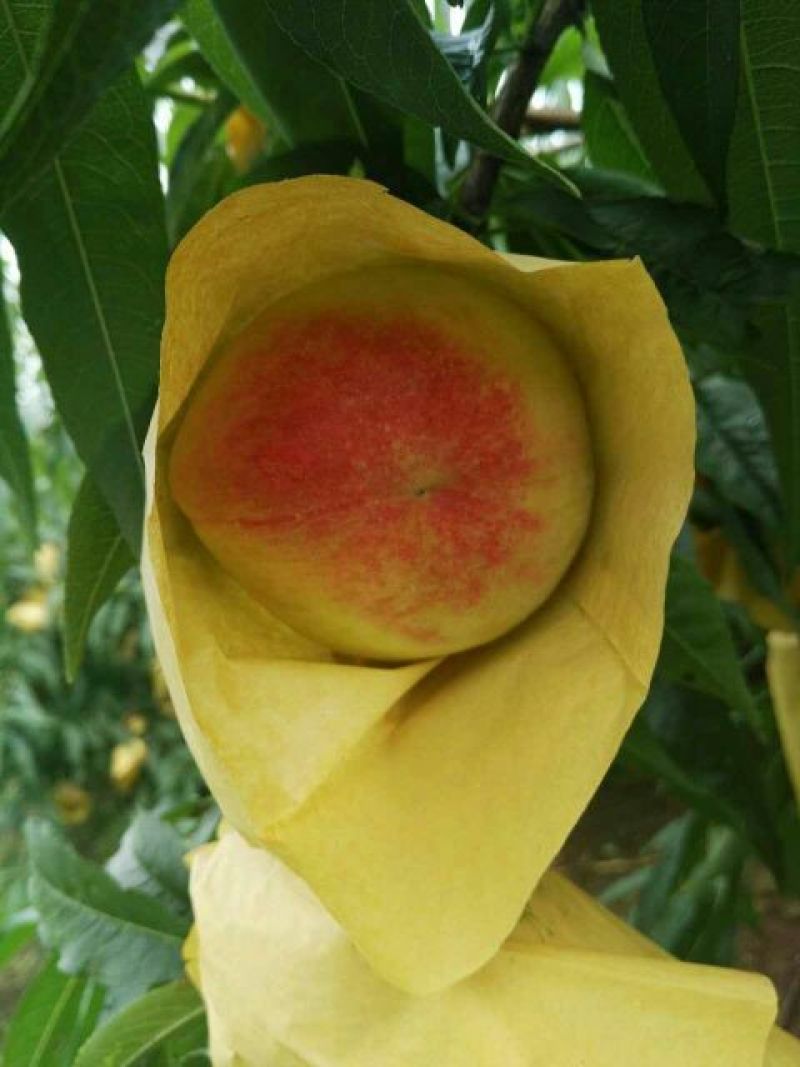 奉化水蜜桃