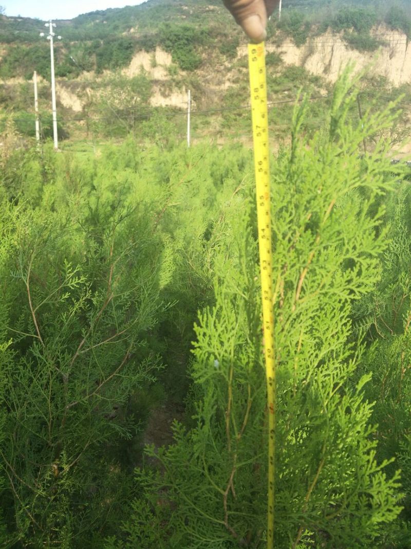 侧柏1-1.6杯苗定值都有货