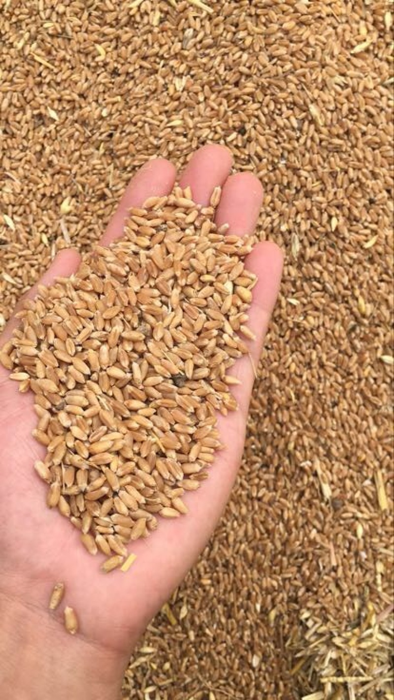 郑麦9023小麦12.5%以下