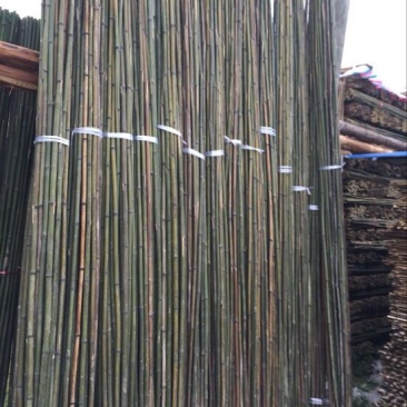 竹子2~3m