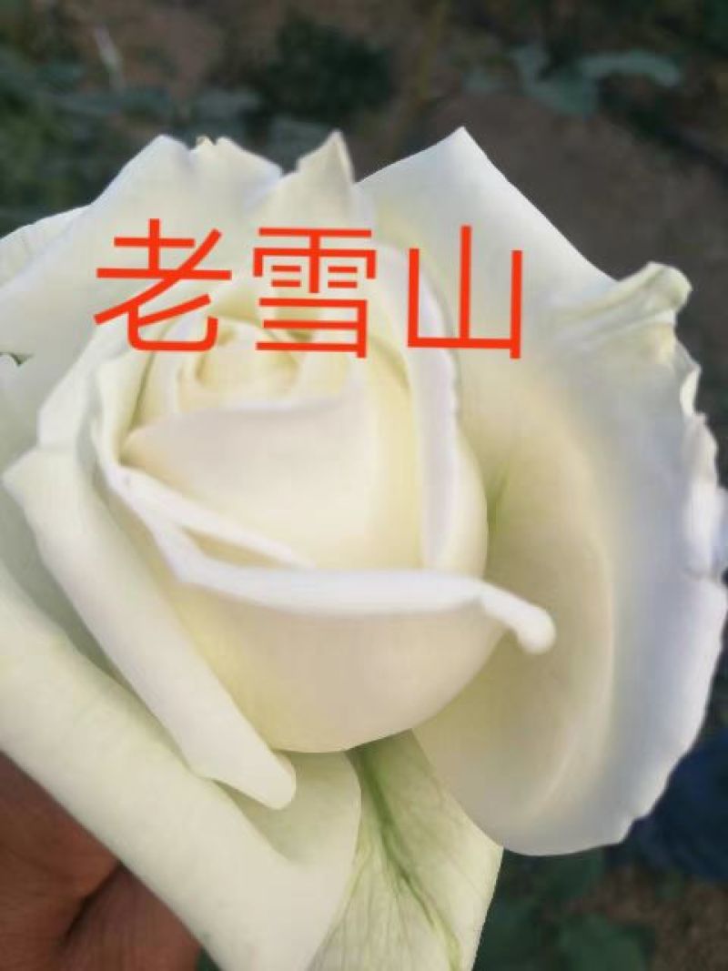 昆明月季花苗大型种植批发基地规格齐全质量保证坏死包賠