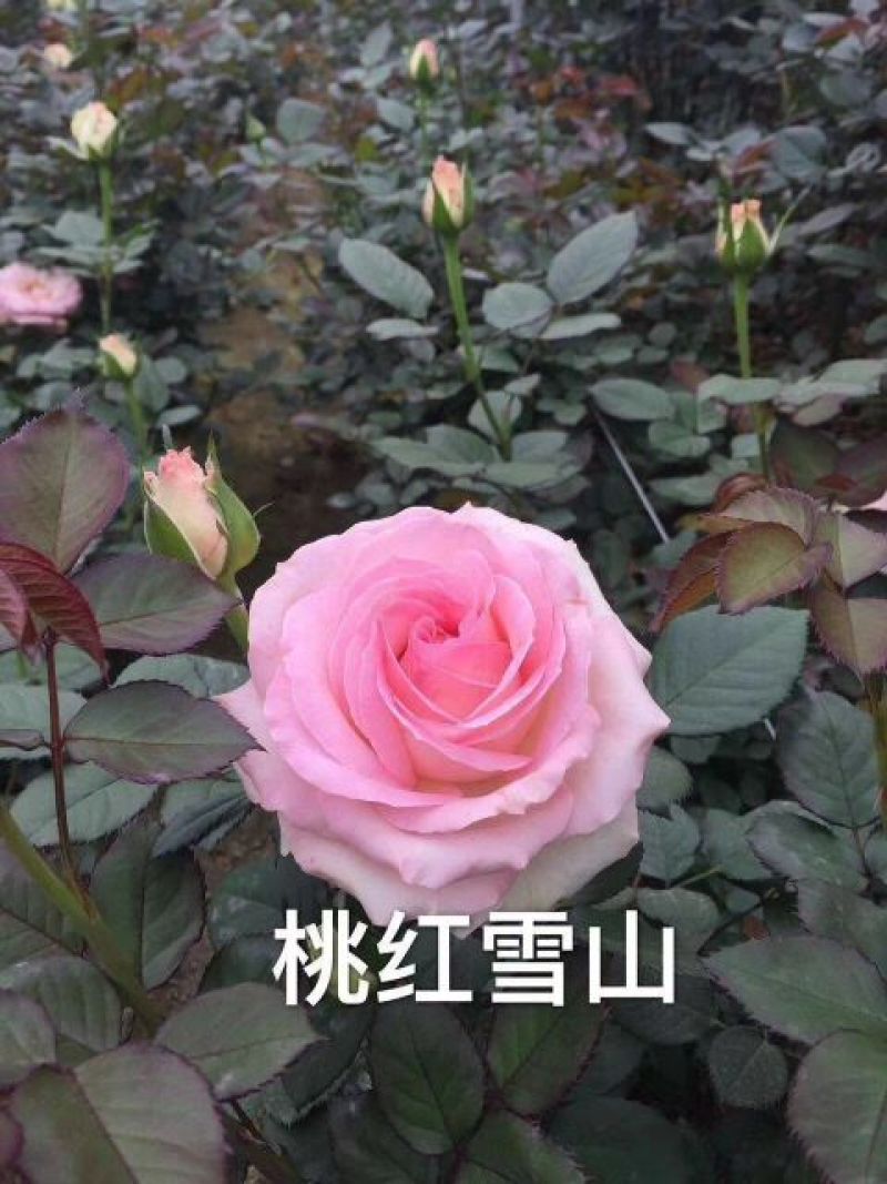 昆明月季花苗大型种植批发基地规格齐全质量保证坏死包賠