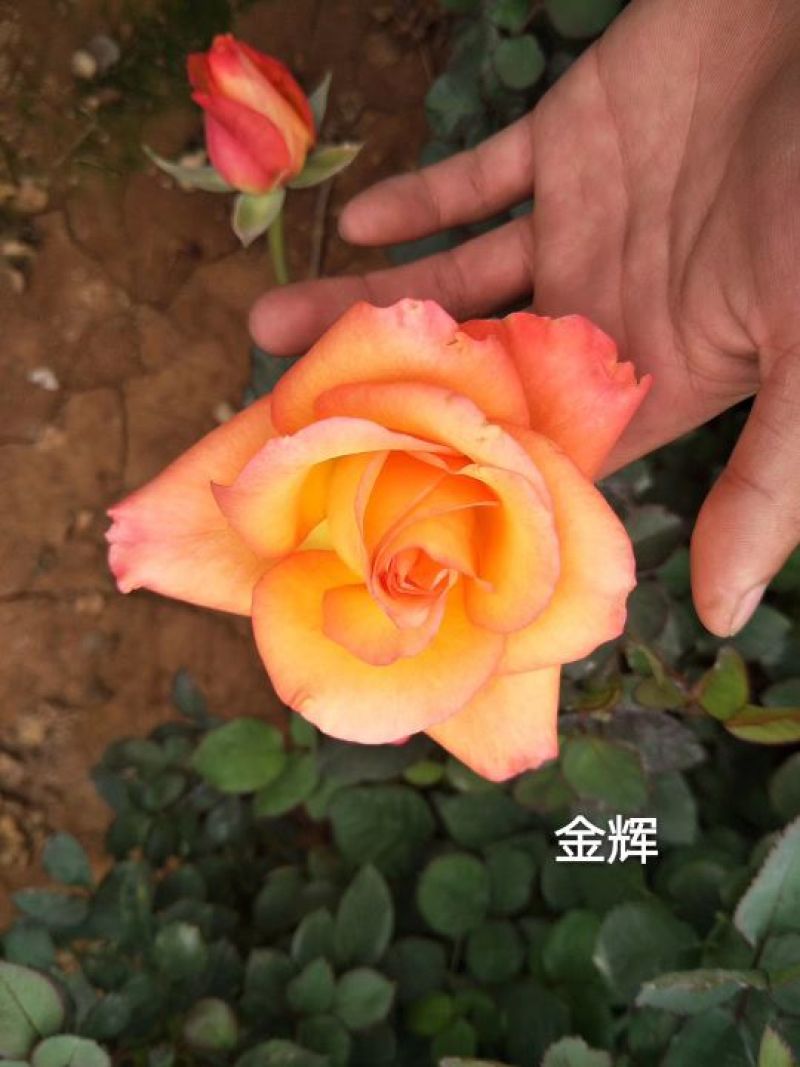 昆明月季花苗大型种植批发基地规格齐全质量保证坏死包賠