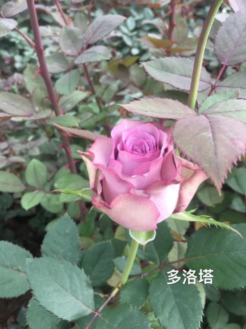 昆明月季花苗大型种植批发基地规格齐全质量保证坏死包賠