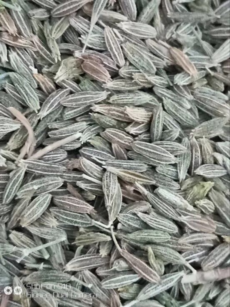 甘肃孜然，颗粒饱满均匀，欢迎选购