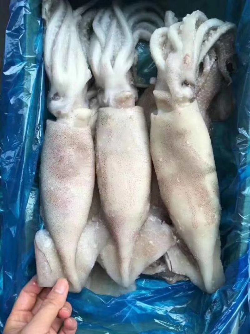 国产单冻鱿鱼单冻鱿鱼5条装200-300规格