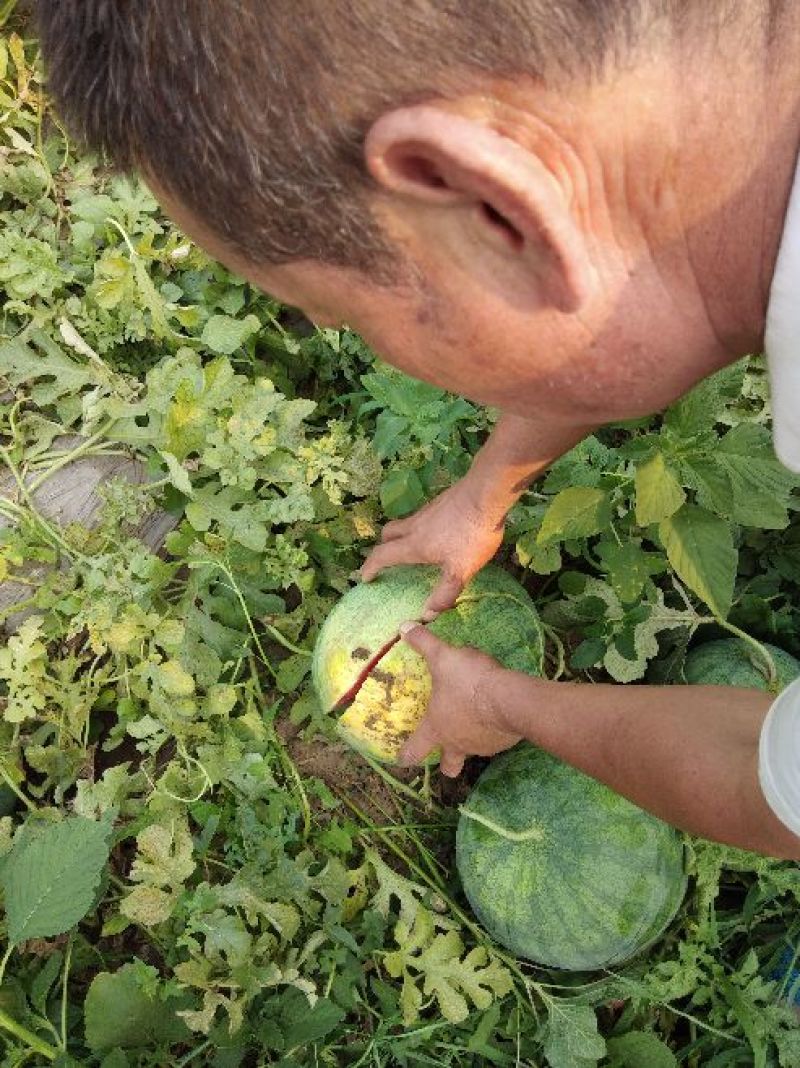 龙卷风西瓜大量上市，