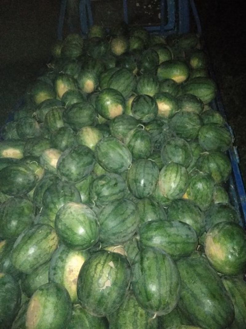 龙卷风西瓜大量上市，