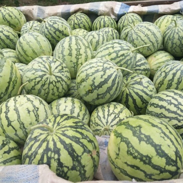 周口太康8424美都大量上市