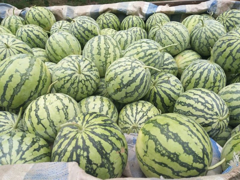 周口太康8424美都大量上市