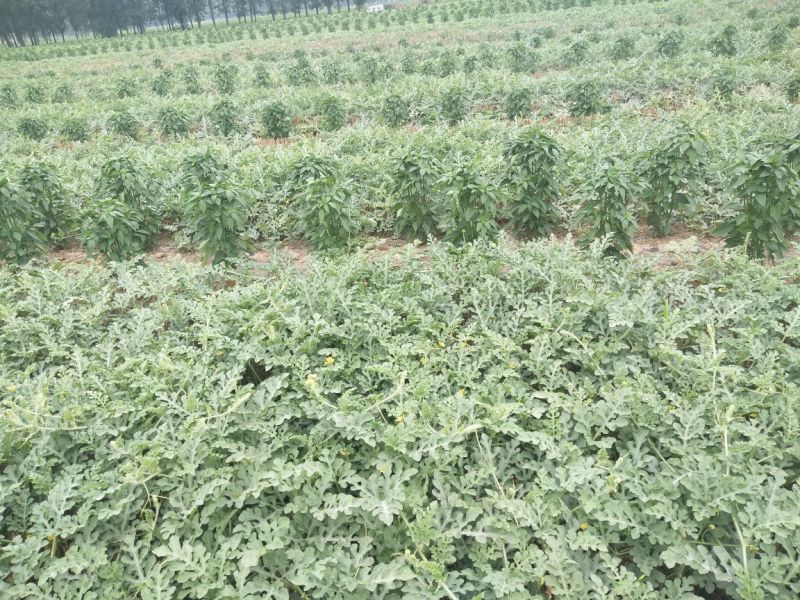 周口太康8424美都大量上市
