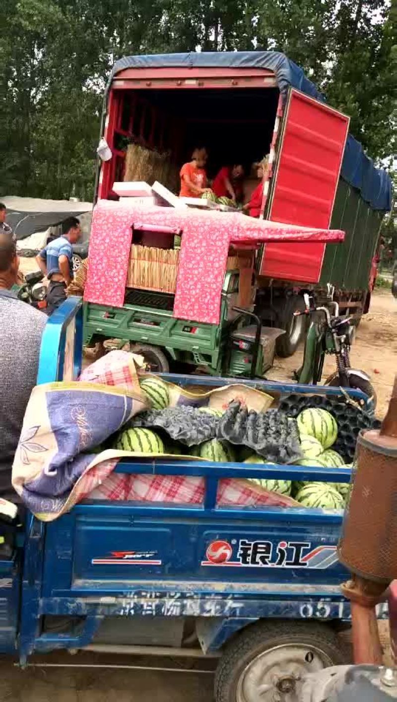 周口太康8424美都大量上市